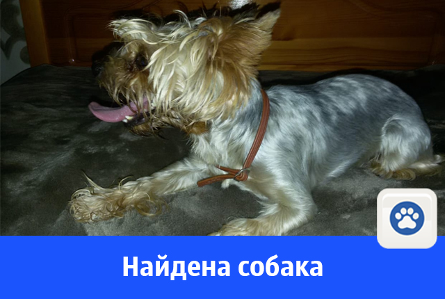 собакен.jpg