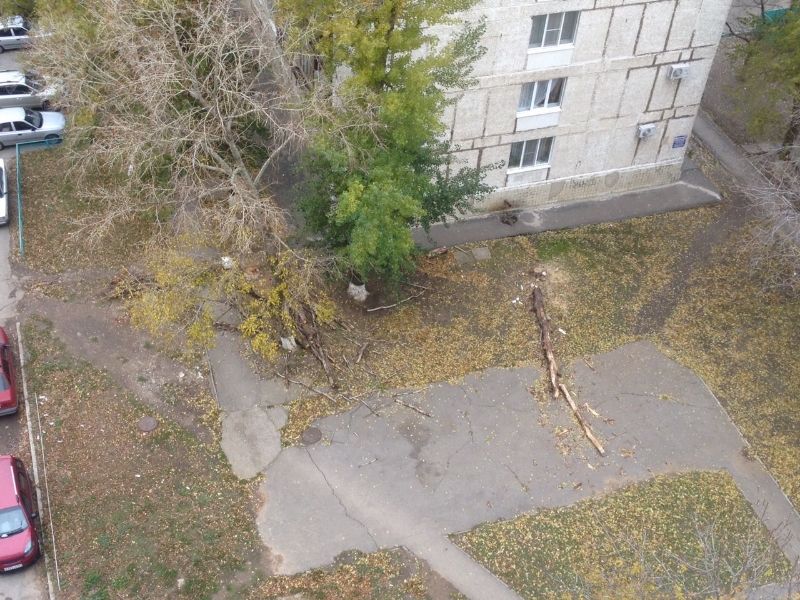 Дерево на тротуаре.jpeg Дерево на тротуаре.jpeg