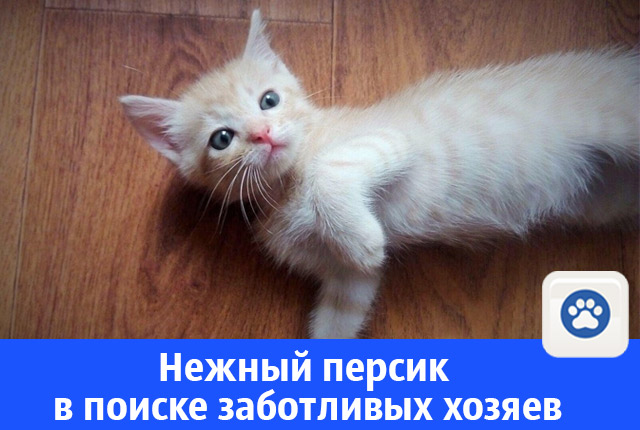 персик.jpg