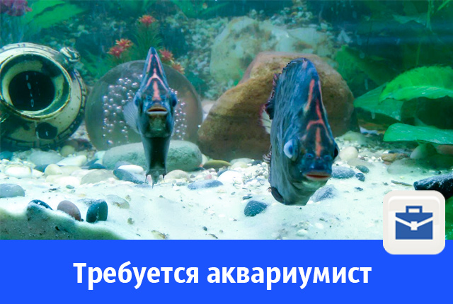 аквариумист.jpg
