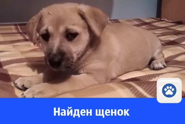 щен — копия.jpg