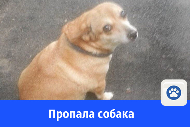 собака.jpg