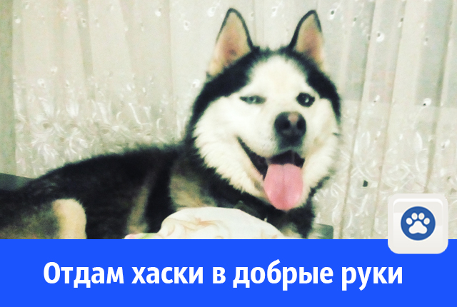 хаски.jpg