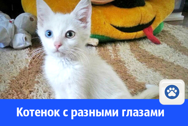 котенок.jpg