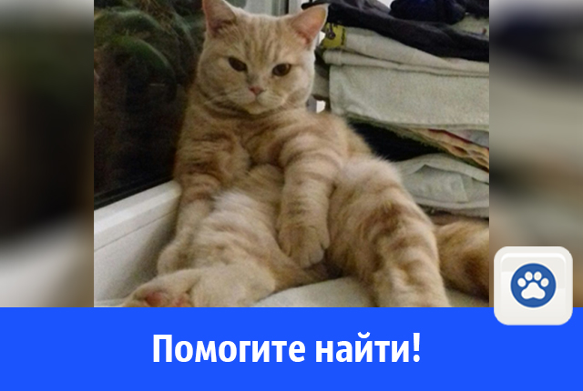 котик.jpg