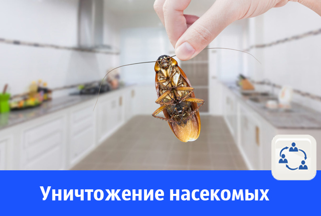 насекомые.jpg