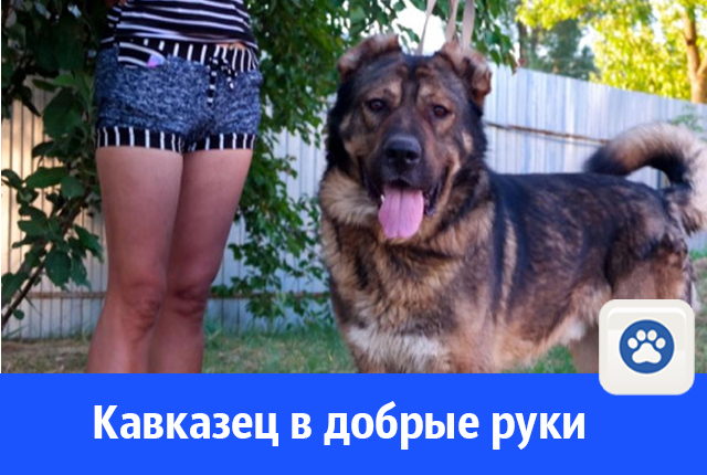 кавказец.jpg