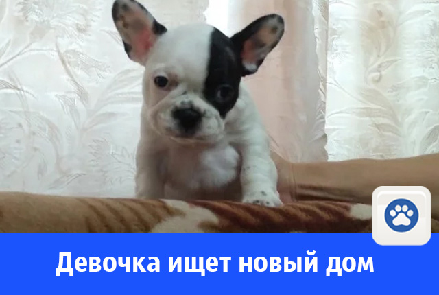 песя.jpg