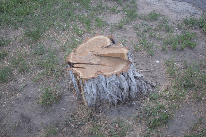 DSC_0341.JPG DSC_0341.JPG