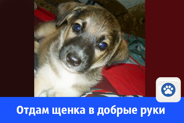 щен.jpg