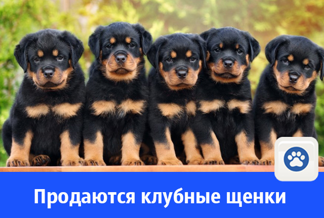 щены.jpg