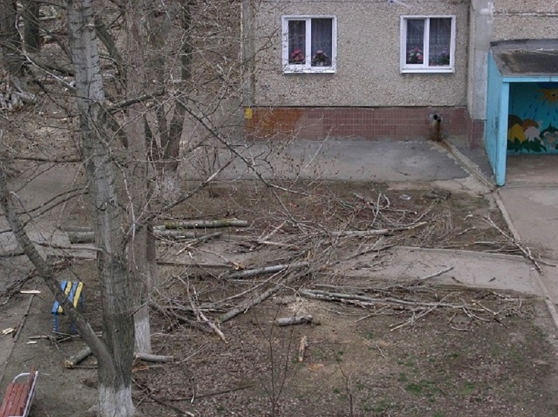 Деревья.JPG Деревья.JPG