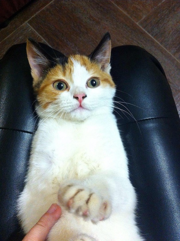 Кот Максик.jpg Кот Максик.jpg