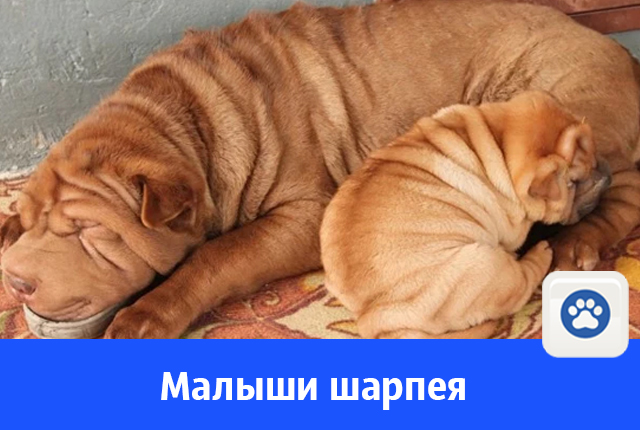 шарпей.jpg