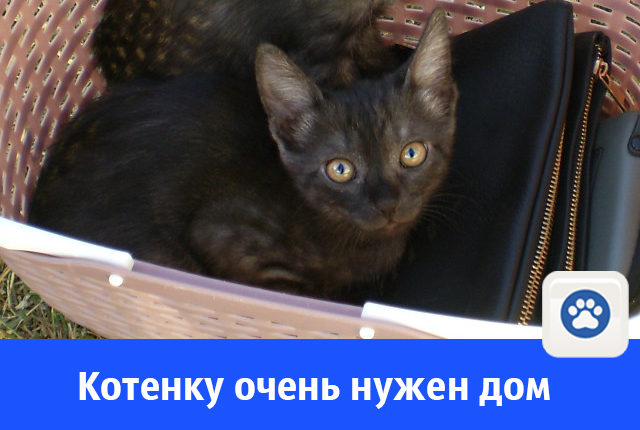 киса.jpg