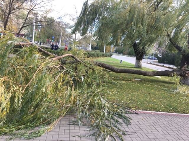 Дерево у Олимпа.jpg Дерево у Олимпа.jpg