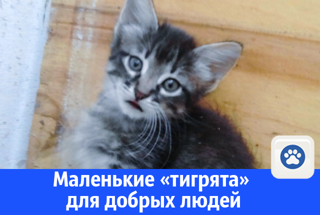 тигрята.jpg