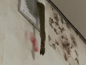 Полутораметровая змея проникла в частный дом в Романовской через вентиляцию
