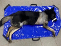 Неизвестные отрубили бездомной собаке лапу и оставили умирать на улице в Красном Яру 
