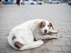 «Прекратите уничтожение безнадзорных собак»: волгодонцы создали петицию о защите животных