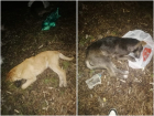 Неизвестные отравили двух щенков: волгодонцы ищут свидетелей