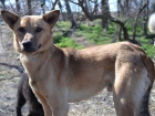 Отравленную собаку с параличом чудом спасли волонтеры Волгодонска