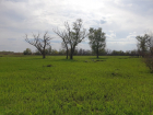 Озелененность Волгодонска повысят за счет неучтенных посадок