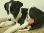 Кроткий щенок со скальпированной раной был спасен с улиц Волгодонска