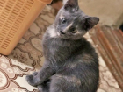 Грустная история со счастливым концом: чудом спасенному особенному котенку ищут дом в Волгодонске
