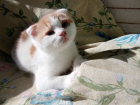 Котенка-метиса выбросили на теплотрассе в Волгодонске