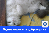 В добрые руки сайт. Отдамся в добрые руки. Отдам в добрые кошку н Новгороде. Картинка отдам кошку в хорошие руки. Текст отдам кошку в добрые руки.