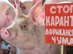 Очаг чумы свиней обнаружен в 150 километрах от Волгодонска 