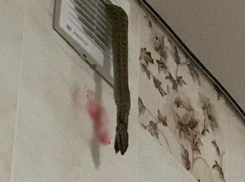Полутораметровая змея проникла в частный дом в Романовской через вентиляцию