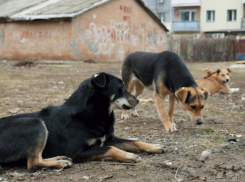 «Собак становится больше за счет выброшенных животных»: администрация о безответственных хозяевах