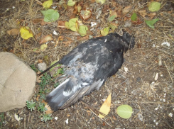 Мертвые птицы на улицах города - грозит ли Волгодонску птичий грипп