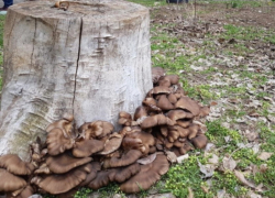 Житель Волгодонского района отравился дикорастущими грибами