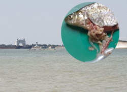 Каких паразитов можно подхватить после поедания рыбы из Цимлянского водохранилища