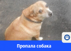 13-летняя собака "Рыжуля" пропала в Волгодонске 