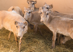 Антилопы с хоботками остались в Ростовской области после ухода мамонтов