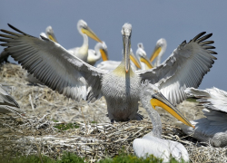 Огромные пеликаны спрятались от людей на укромном острове к югу от Волгодонска