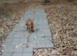 Хитрая лиса в поисках мышей пробралась на окраину старого города Волгодонска