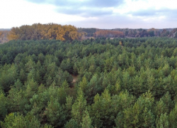 Как после войны окрестности будущего Волгодонска засадили лесами