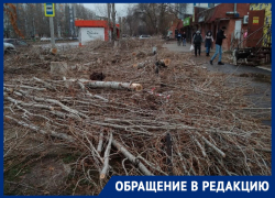 «Скоро город будет совсем лысым»: в новой части Волгодонска вырубили большие деревья