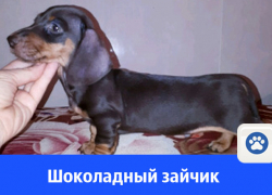 В Волгодонске продают щенка миниатюрной таксы