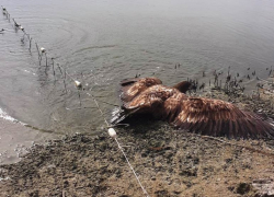  «Кабан погиб, орлан выжил»: на Цимлянском водохранилище животные угодили в браконьерскую ловушку с крючьями 