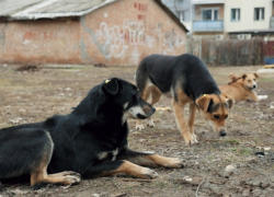 «Собак становится больше за счет выброшенных животных»: администрация о безответственных хозяевах