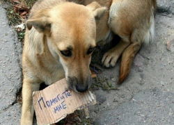 Сотрудникам рынка «Восточный» в Волгодонске угрожают штрафами за кормление бездомных животных