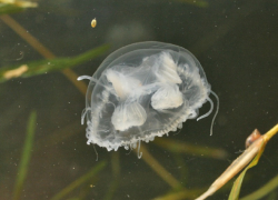 Откуда в Цимлянское водохранилище попадают медузы