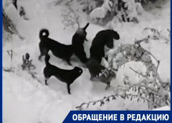Стая псов растерзала кошку во дворе МКД на Маршала Кошевого