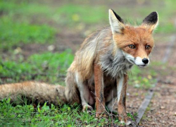 Бешеных лисиц убили в 50 километрах от Волгодонска 